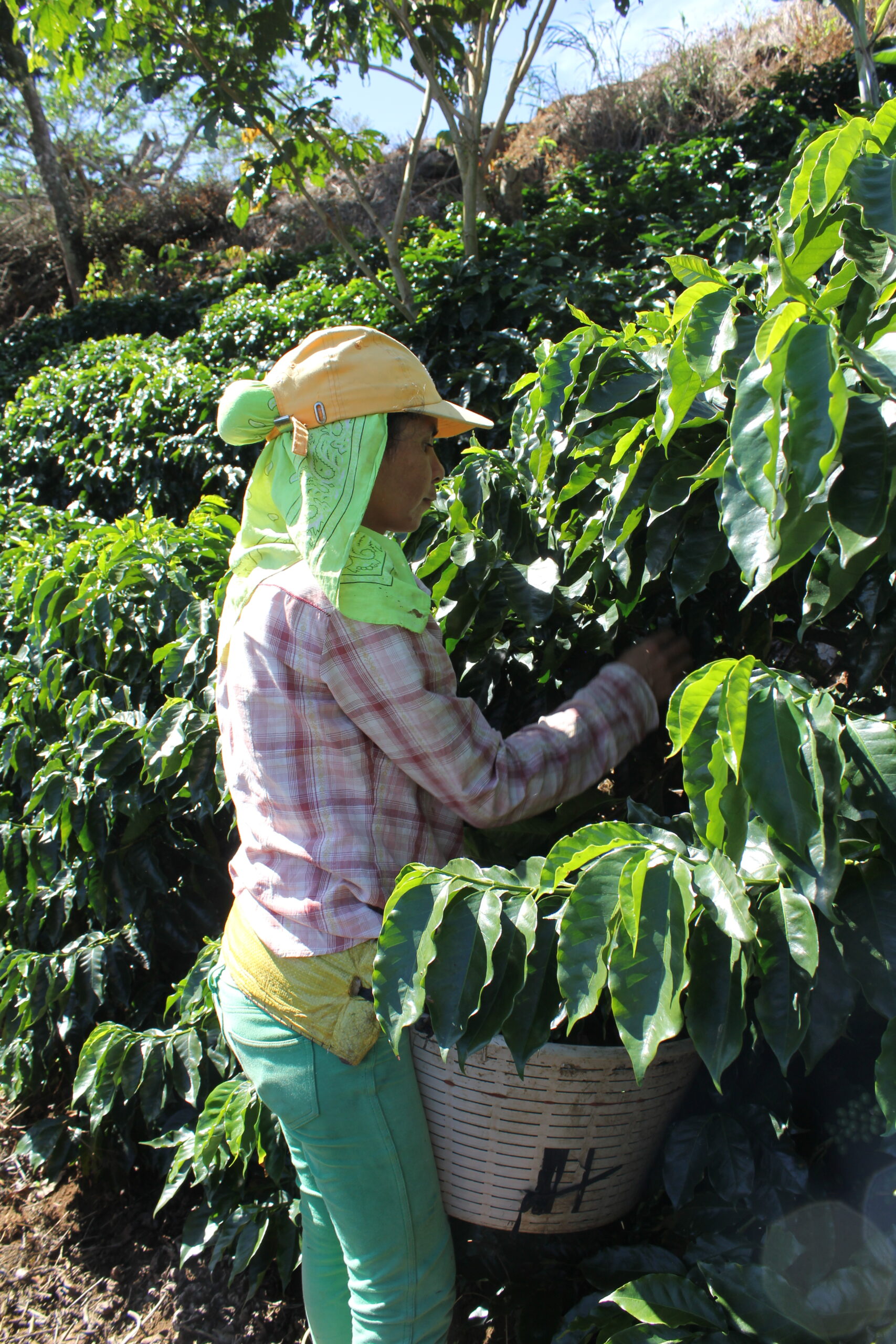 Hijas e hijos de recolectores de café en Naranjo son atendidos por CEN-CINAI